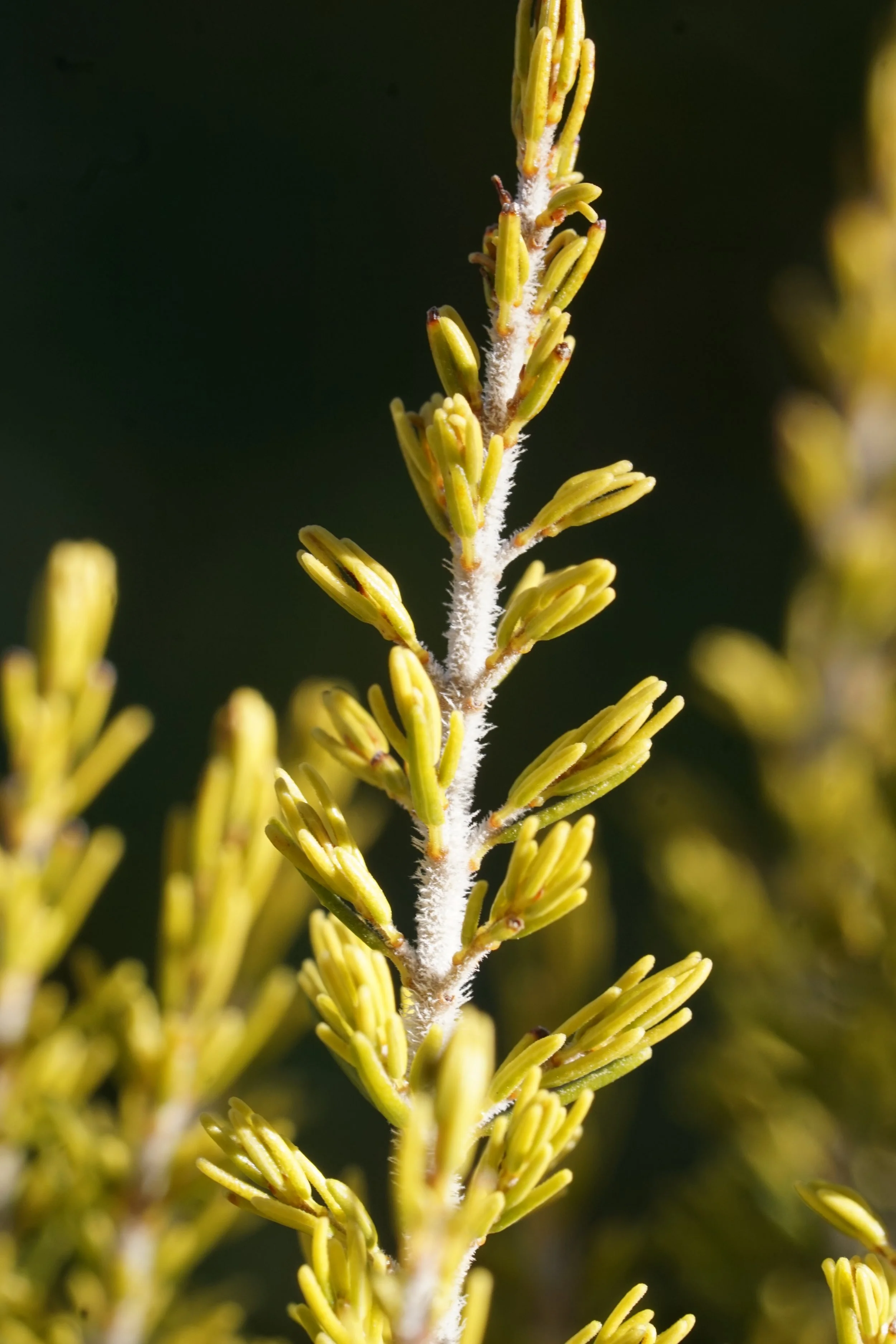 General 1 — Let's Botanize